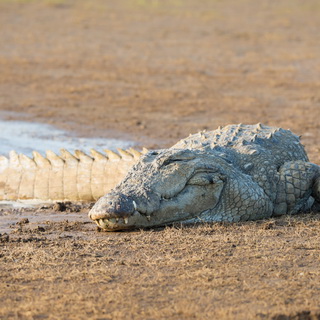 Kabini - Krokodil